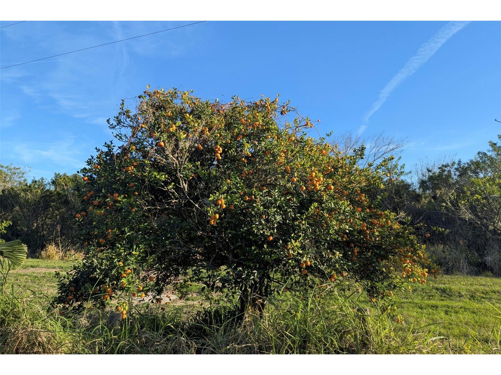 0 Davis Road Mims FL 32754 O6280550 image32