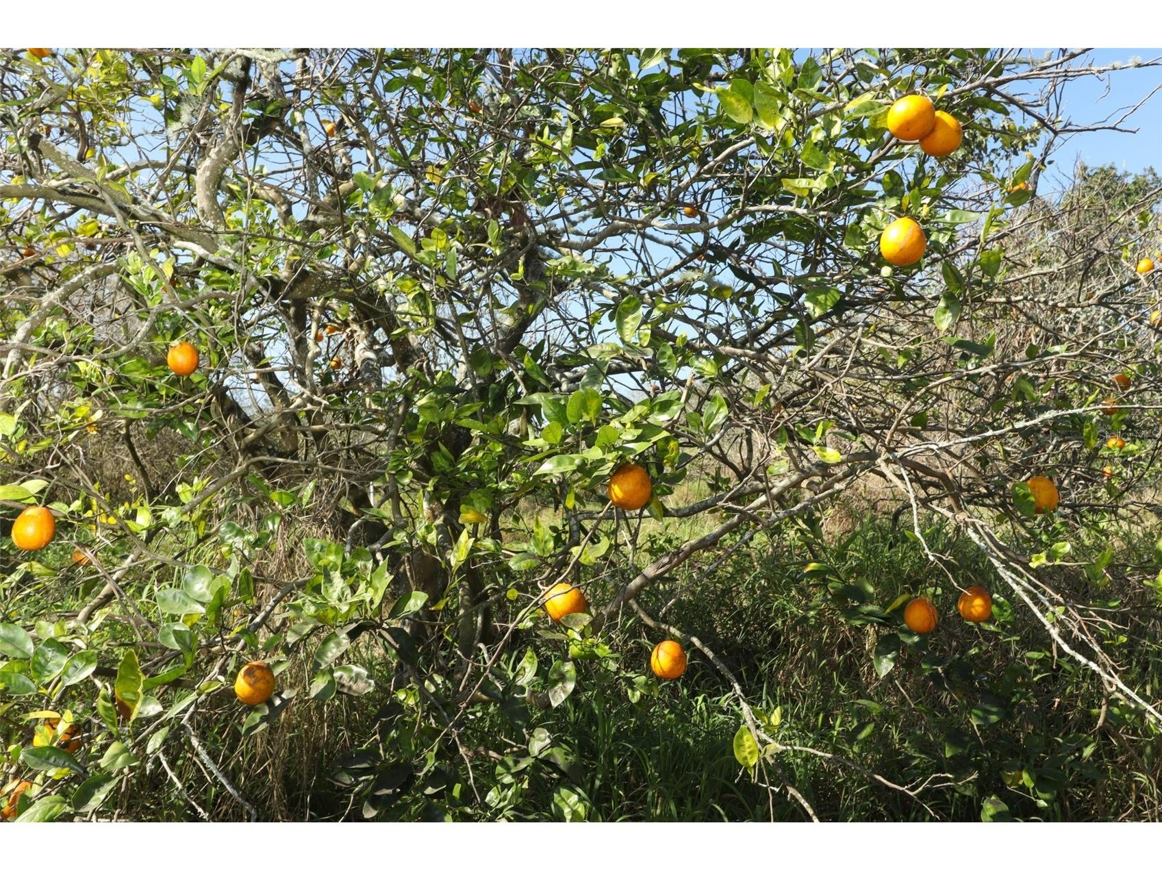 0 Davis Road Mims FL 32754 O6280550 image33