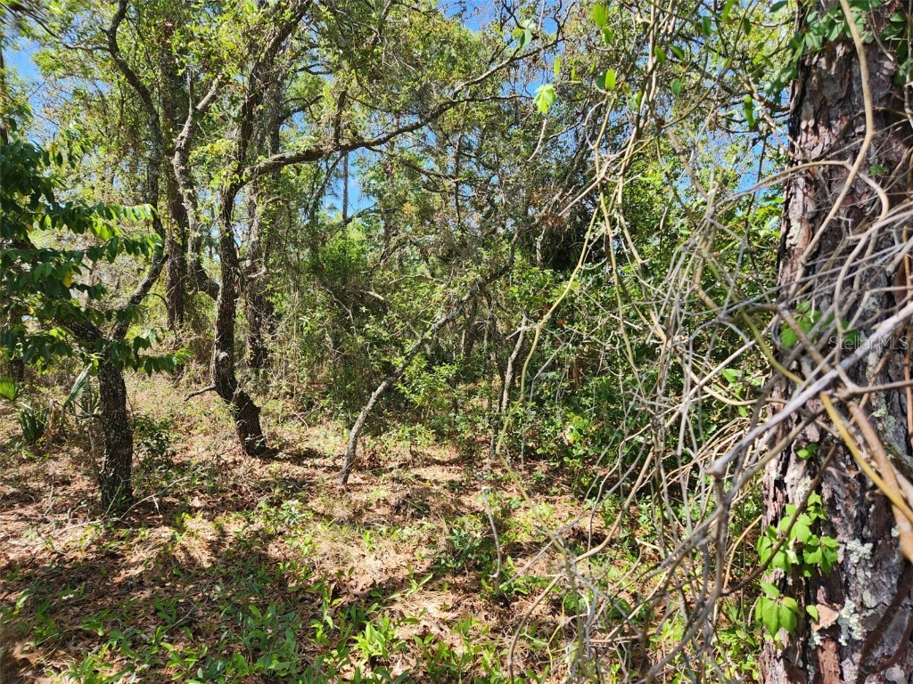 0 Day Owl Avenue #LOT 7 Weeki Wachee FL 34613 W7875112 image1