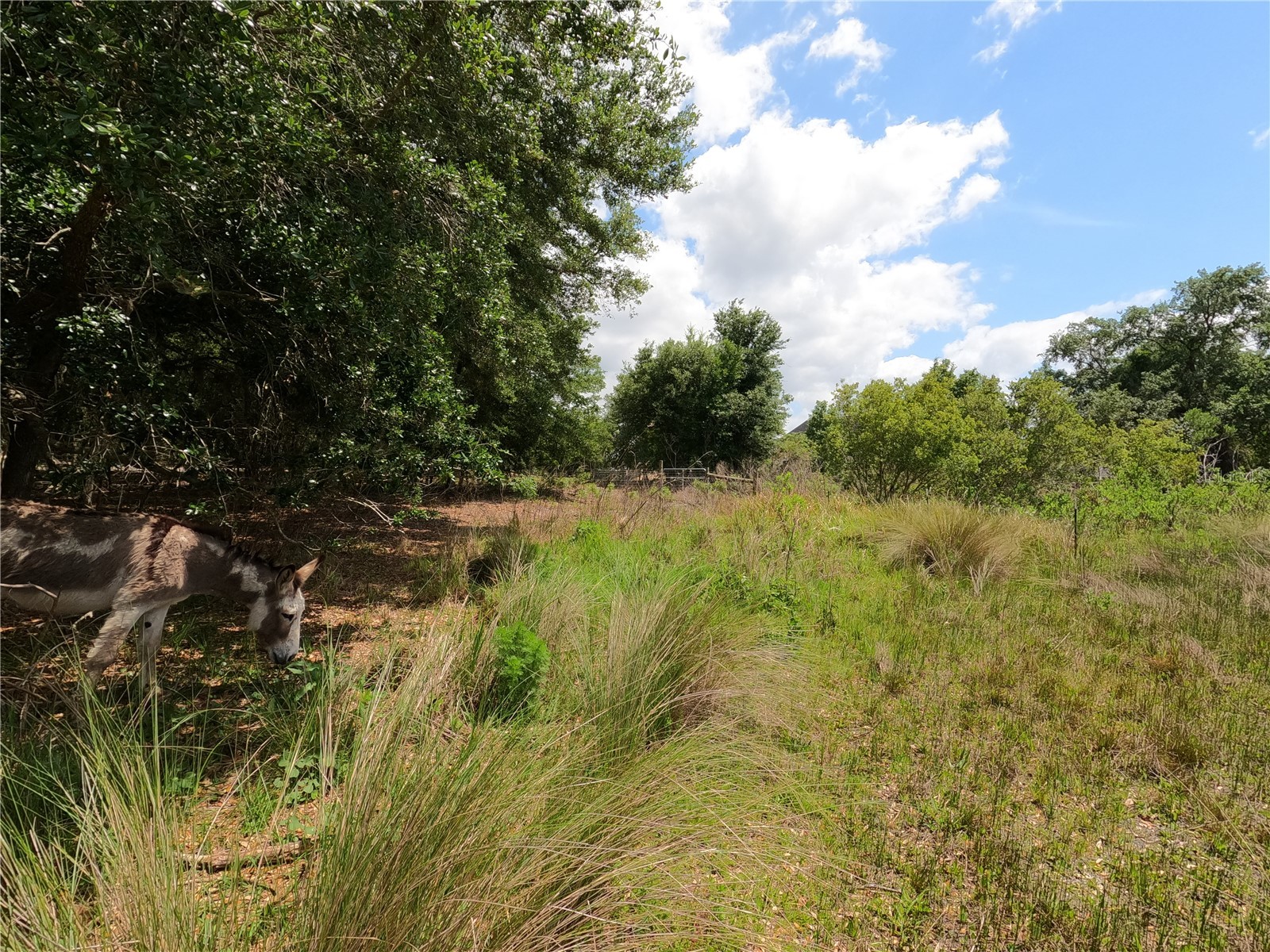 0 Earth Star Lane Groveland FL 34736 G5111483 image81