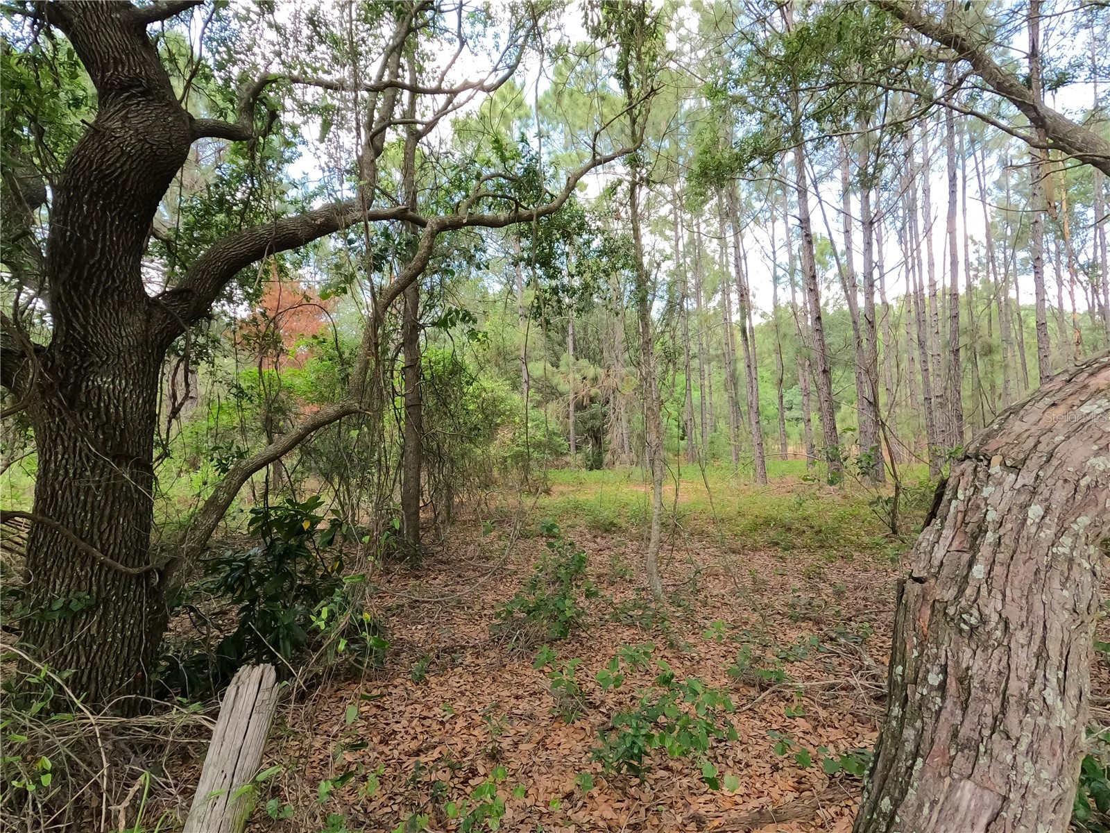 0 Earth Star Lane Groveland FL 34736 G5111483 image86