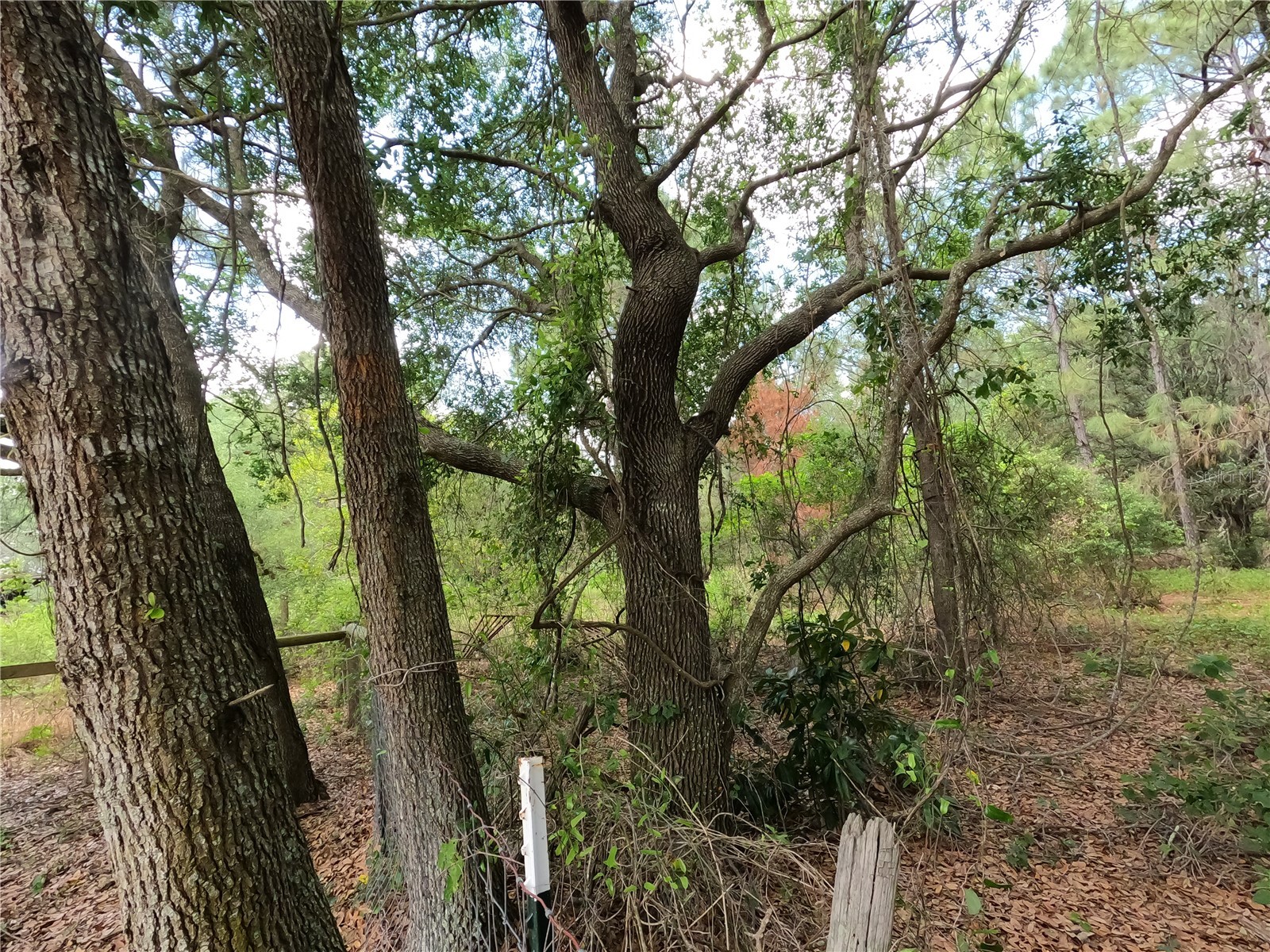 0 Earth Star Lane Groveland FL 34736 G5111483 image87