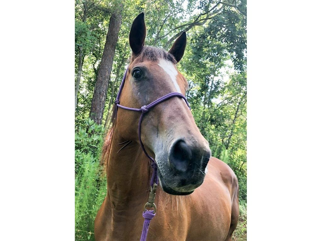 0 Edsel Avenue Saint Cloud FL 34772 O6347852 image37