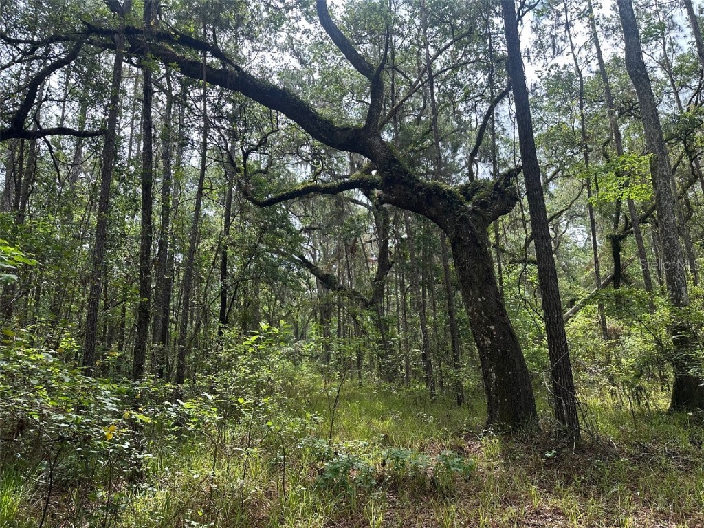 0 Emerson Road Brooksville FL 34601 W7875625 image2