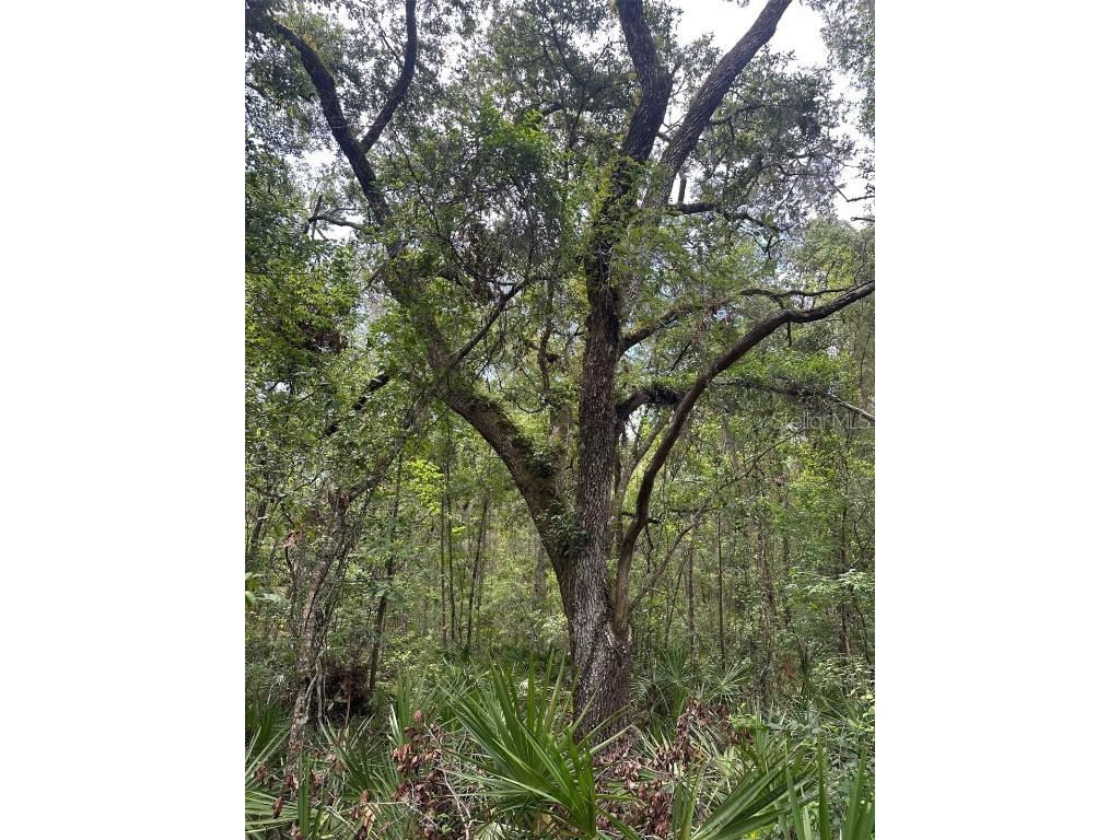 0 Emerson Road Brooksville FL 34601 W7875625 image4