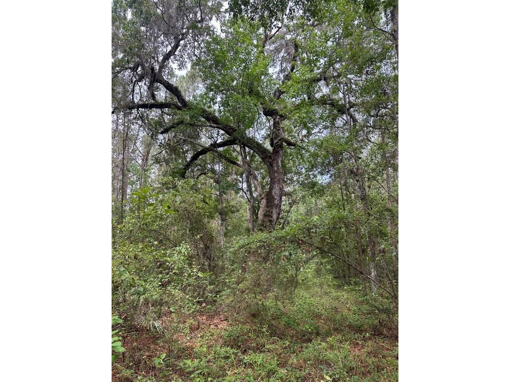 0 Emerson Road Brooksville FL 34601 W7875625 image5