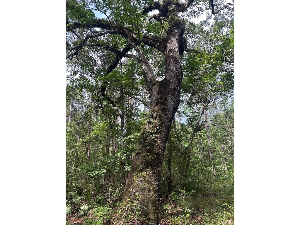 0 Emerson Road Brooksville FL 34601 W7875625 image9