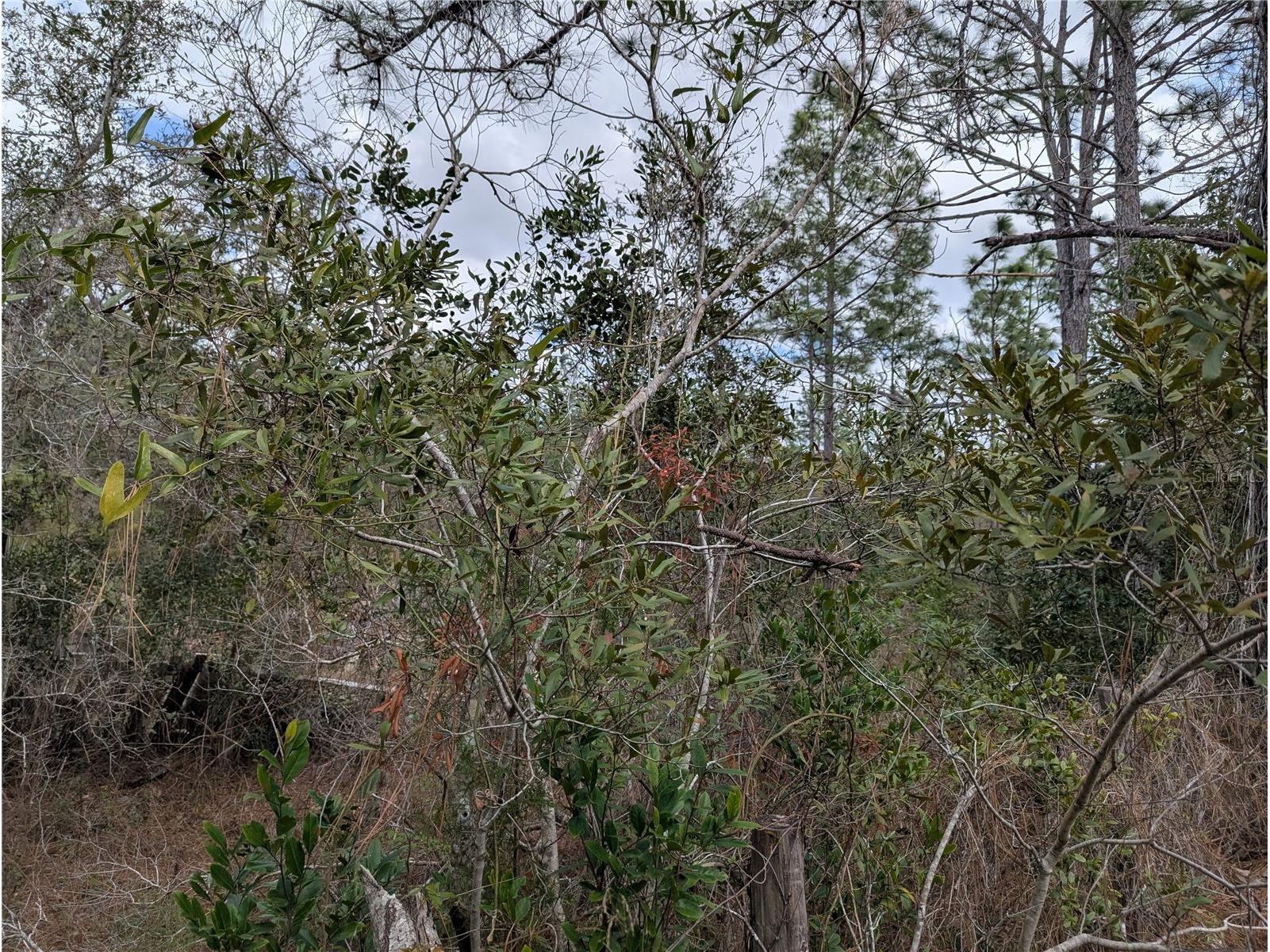 0 Gannet Avenue Weeki Wachee FL 34613 TB8486007 image11