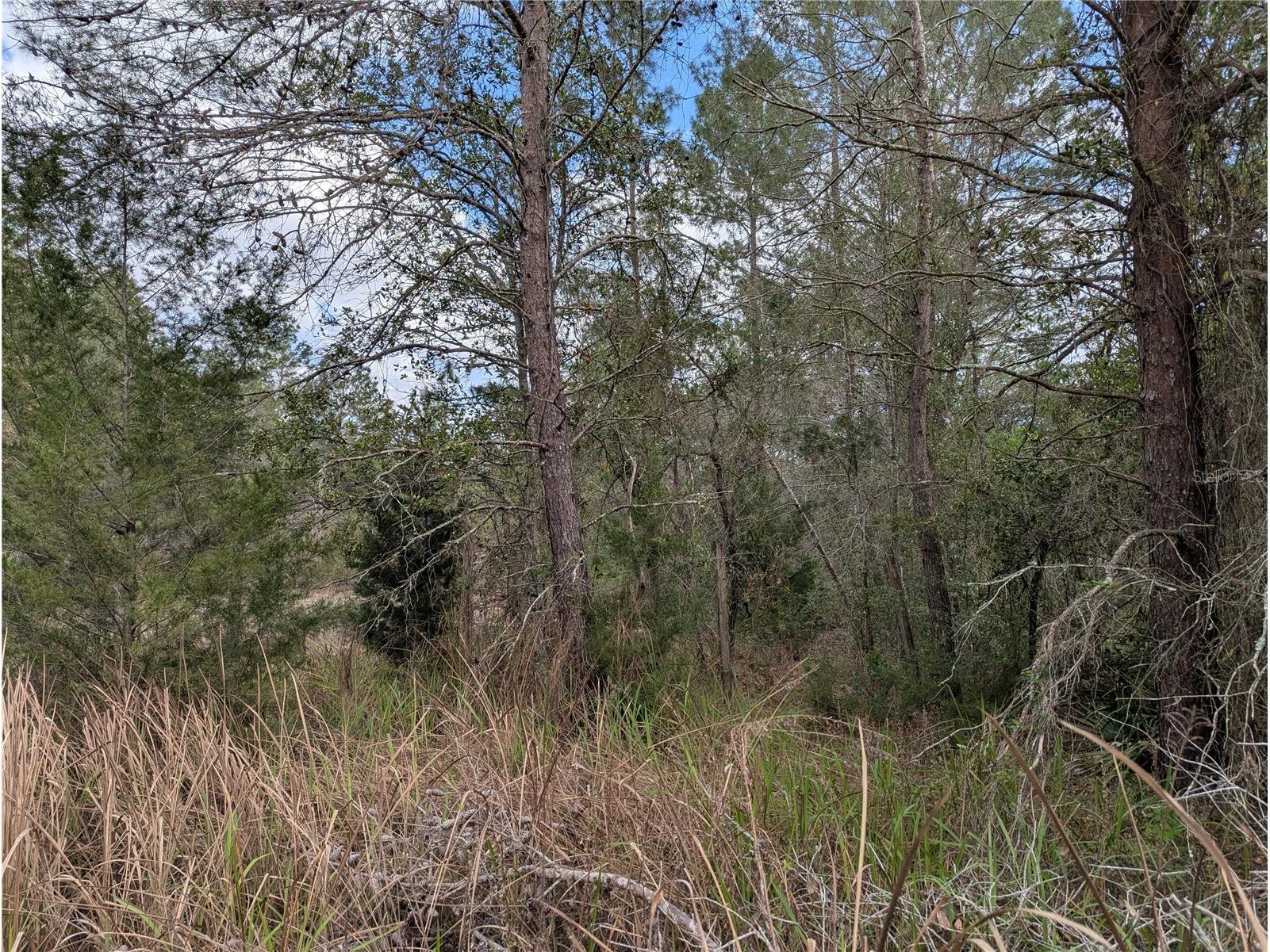 0 Gannet Avenue Weeki Wachee FL 34613 TB8486007 image6