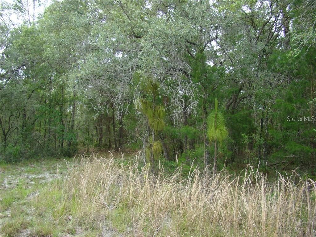0 Goliath Court Weeki Wachee FL 34614 W7885912 image5