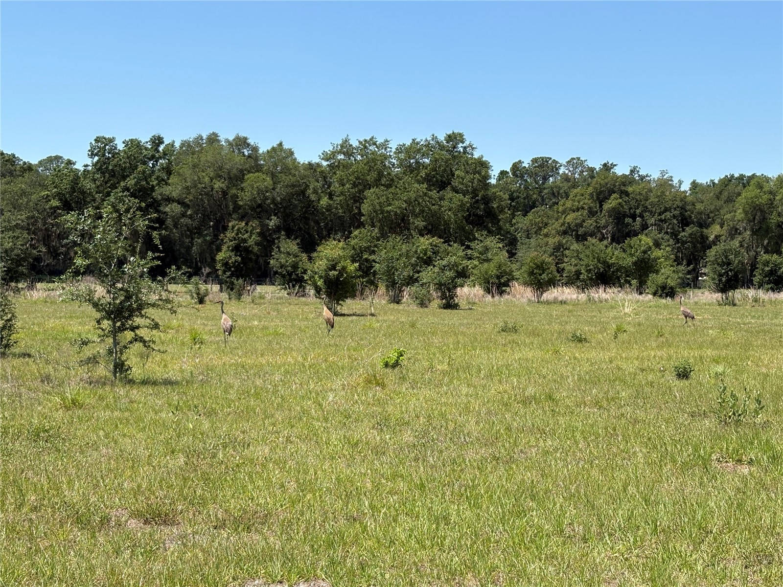 0 Greenbriar Road Lakeland FL 33810 L4961509 image19