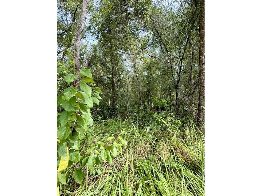 0 Gresham Road Webster FL 33597 W7879404 image15