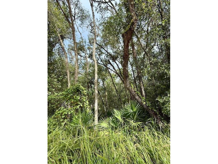 0 Gresham Road Webster FL 33597 W7879404 image16