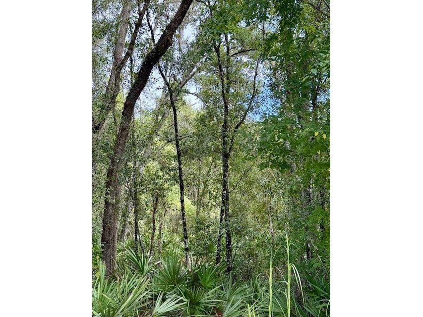 0 Gresham Road Webster FL 33597 W7879404 image17