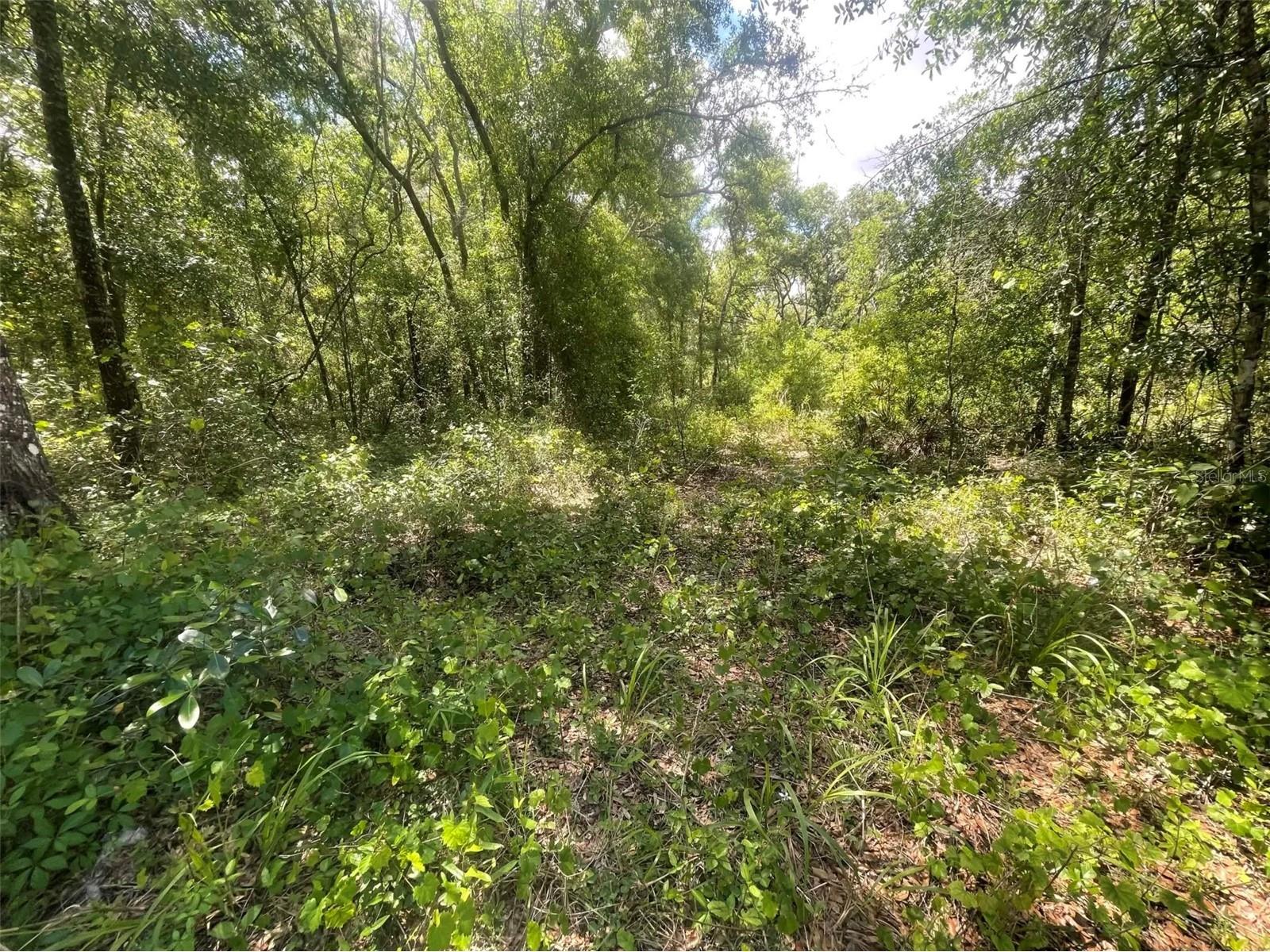0 Haas Drive Webster FL 33597 A4691468 image5