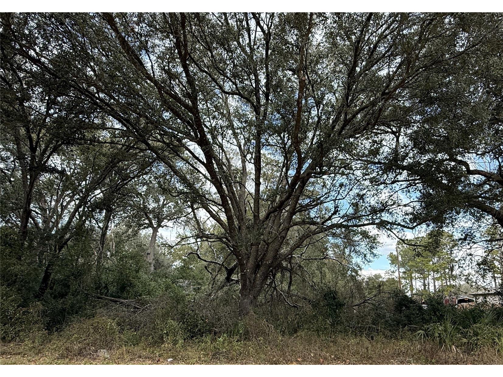 0 Hilda Rd Dade City FL 33523 TB8479212 image1