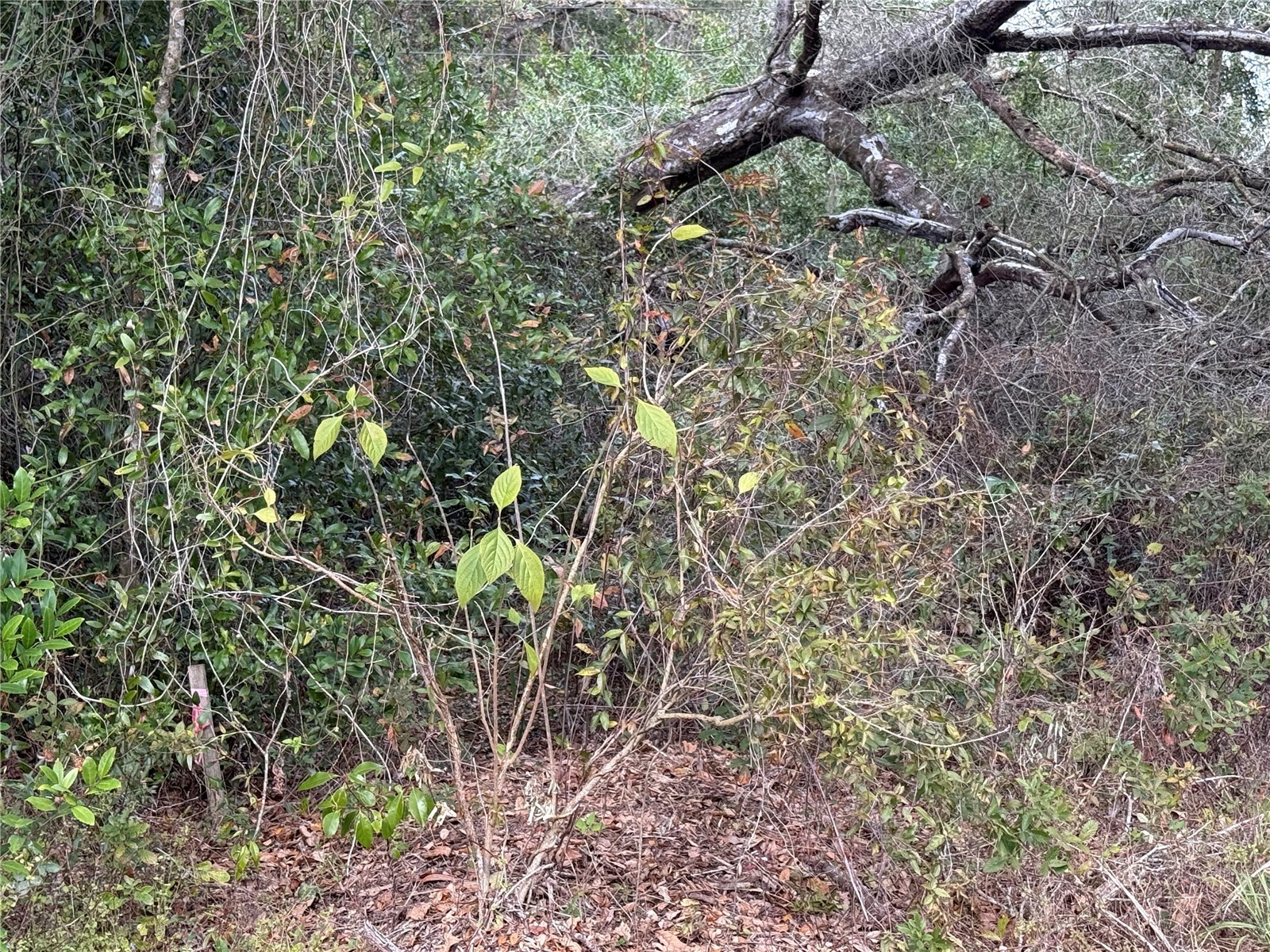 0 Hilda Rd Dade City FL 33523 TB8479212 image4