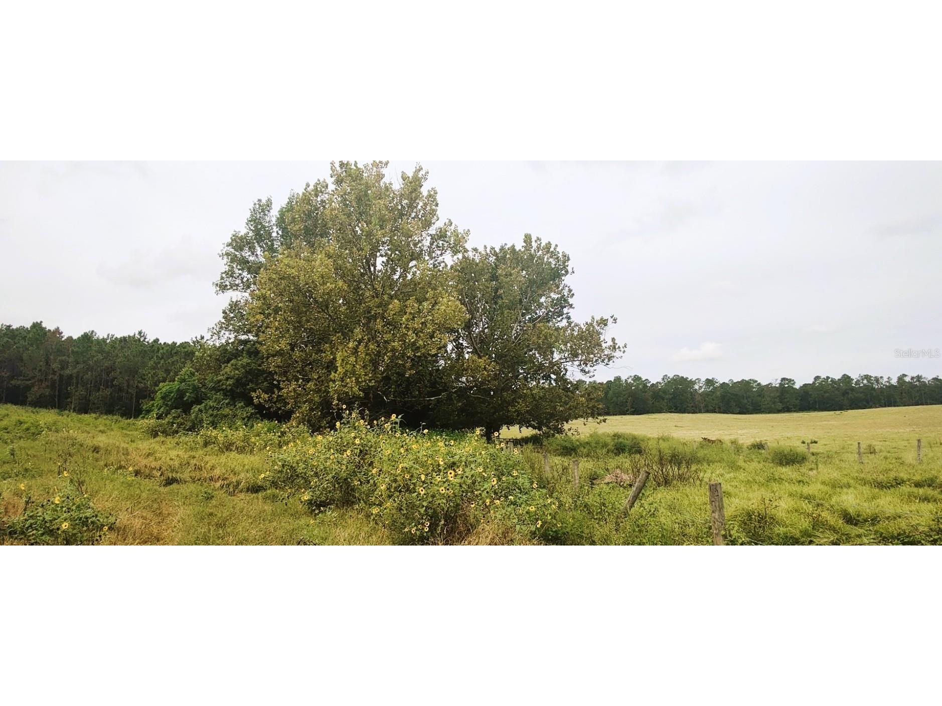 0 Hilltop Horizons Place Dade City FL 33525 TB8401617 image11