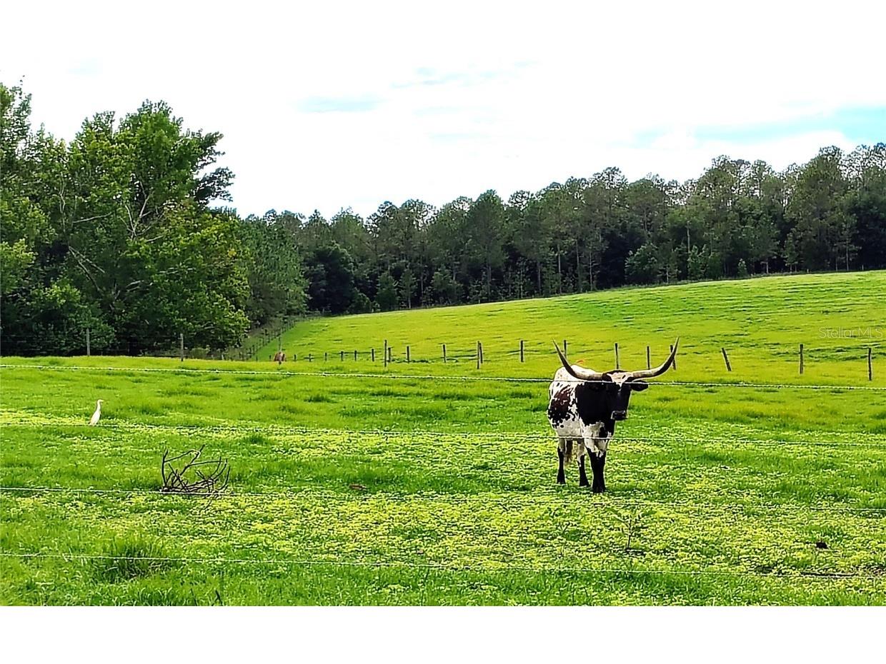 0 Hilltop Horizons Place Dade City FL 33525 TB8401617 image9