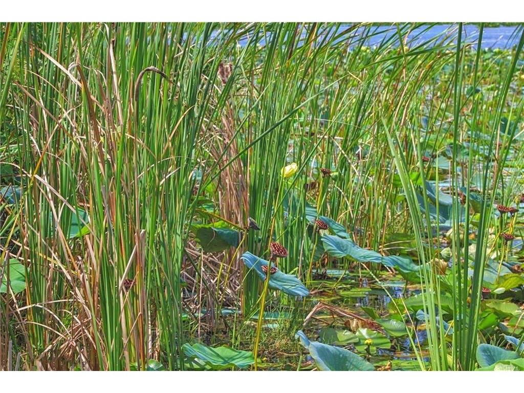 0 Jennings Fish Camp Road Lake Wales FL 33898 - LAKE PIERCE P4936019 image18