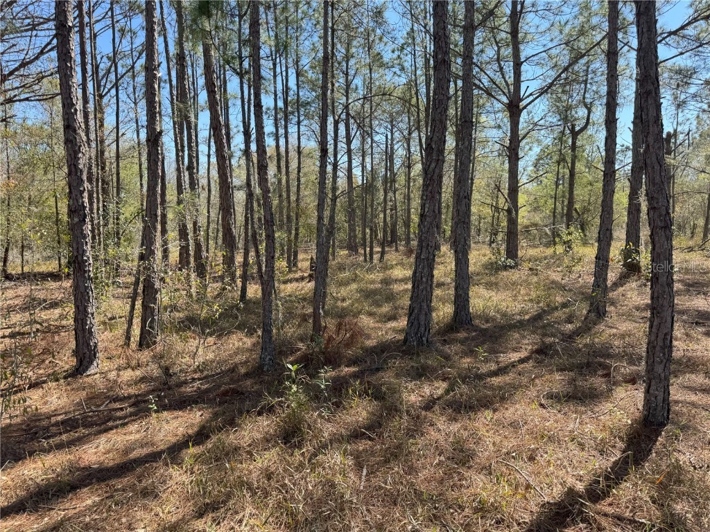 0 Lake Buffum Road Lake Wales FL 33859 TB8438499 image19