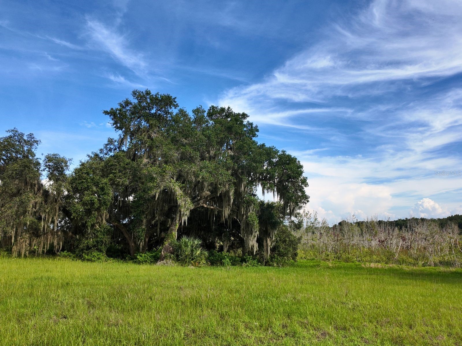 0 LOT 1 Catbrier Lane Umatilla FL 32784 - Ella G5098517 image26