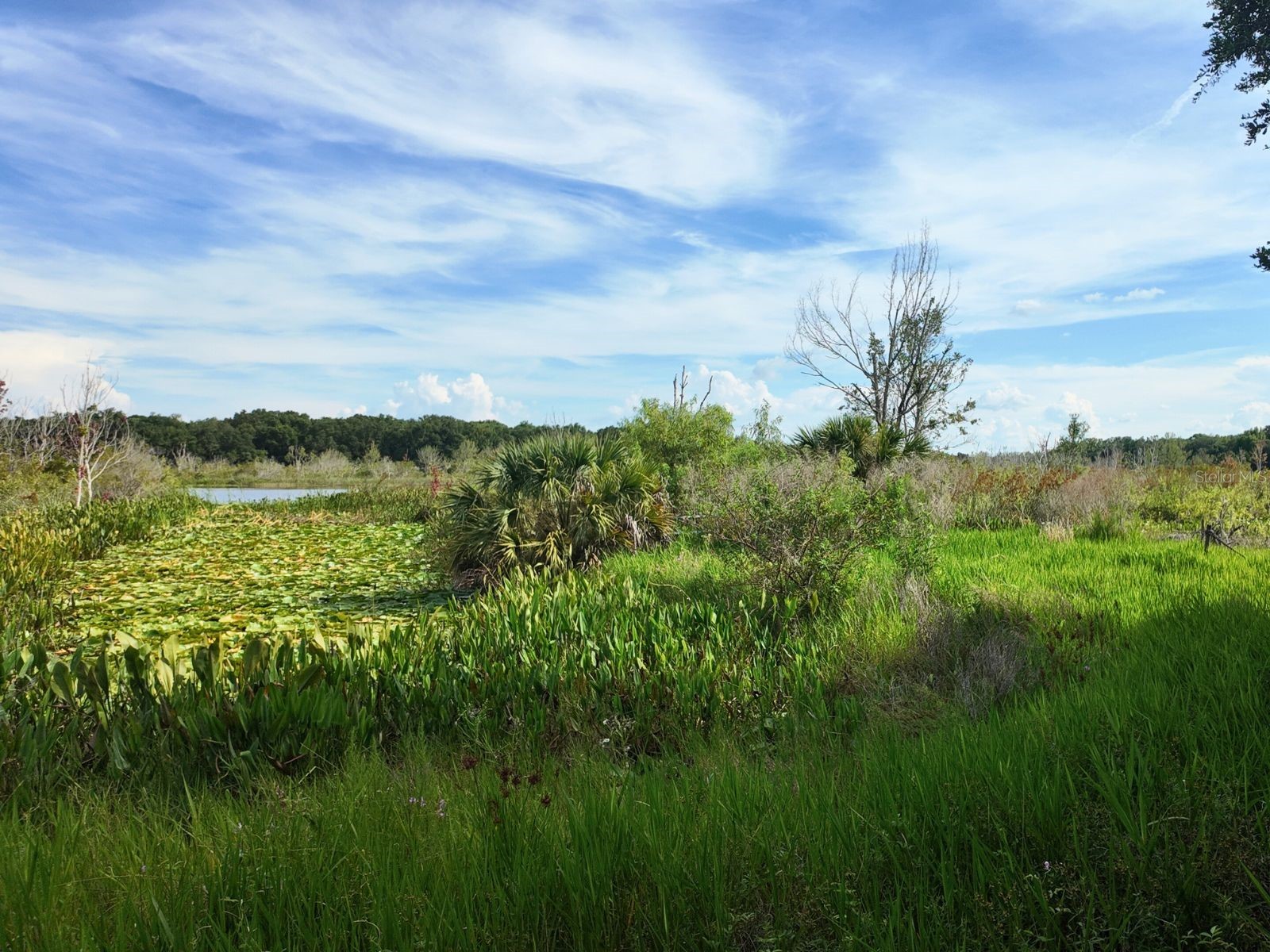 0 LOT 1 Catbrier Lane Umatilla FL 32784 - Ella G5098517 image34