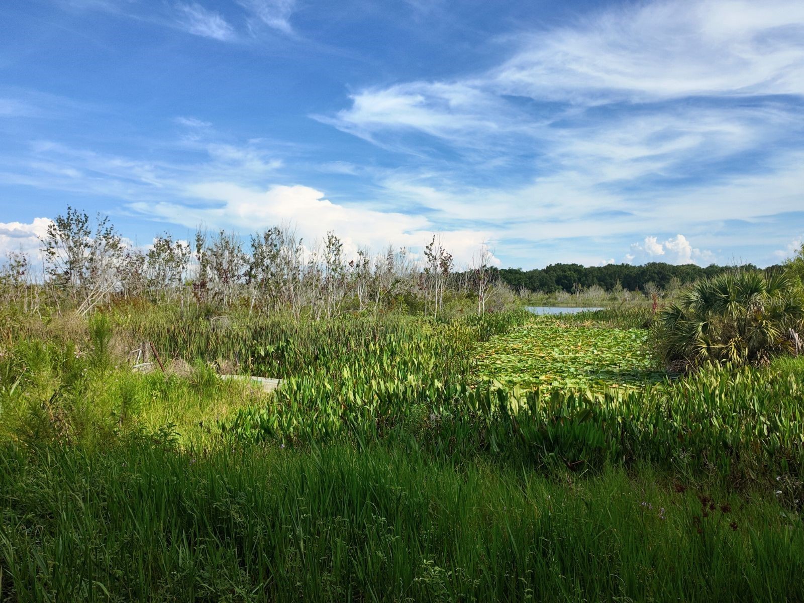 0 LOT 1 Catbrier Lane Umatilla FL 32784 - Ella G5098517 image35