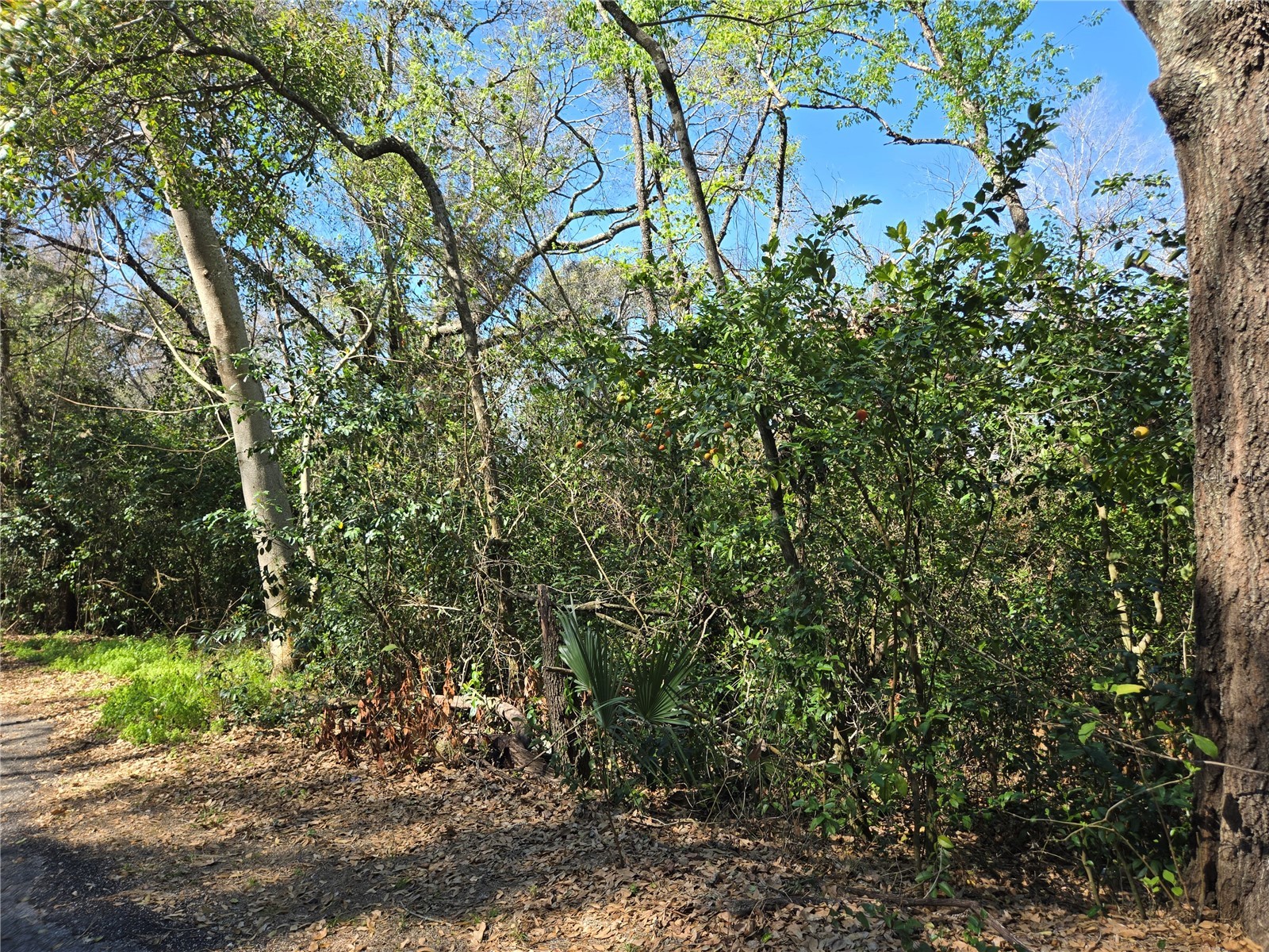 0 Magnolia Creek Lane Montverde FL 34756 - LAKE APOPKA O6385179 image16