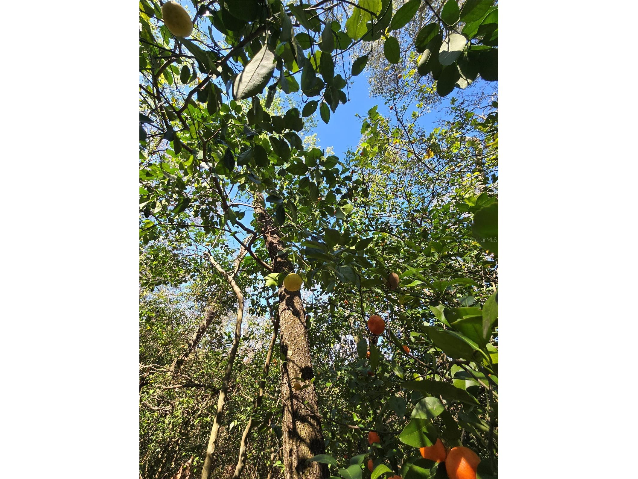 0 Magnolia Creek Lane Montverde FL 34756 - LAKE APOPKA O6385179 image18