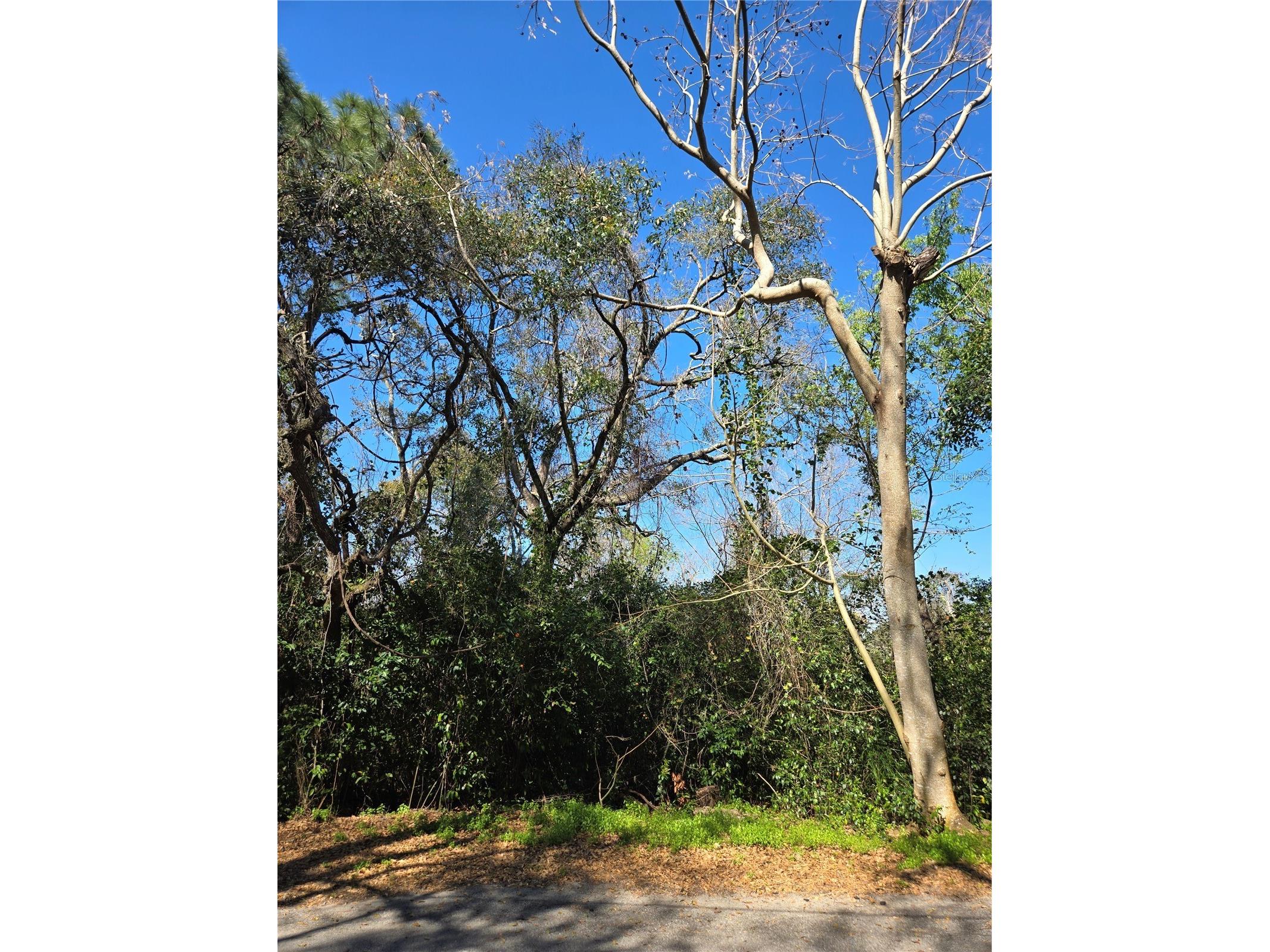 0 Magnolia Creek Lane Montverde FL 34756 - LAKE APOPKA O6385179 image38