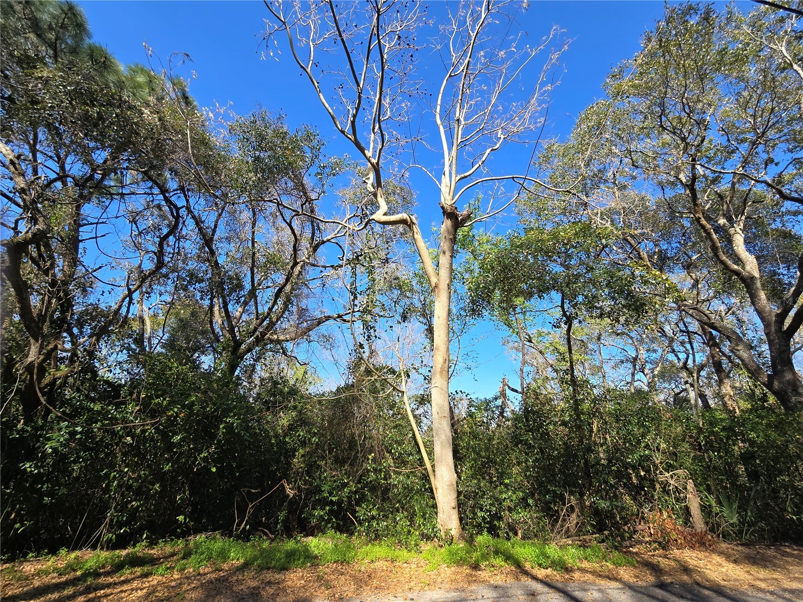 0 Magnolia Creek Lane Montverde FL 34756 - LAKE APOPKA O6385179 image4