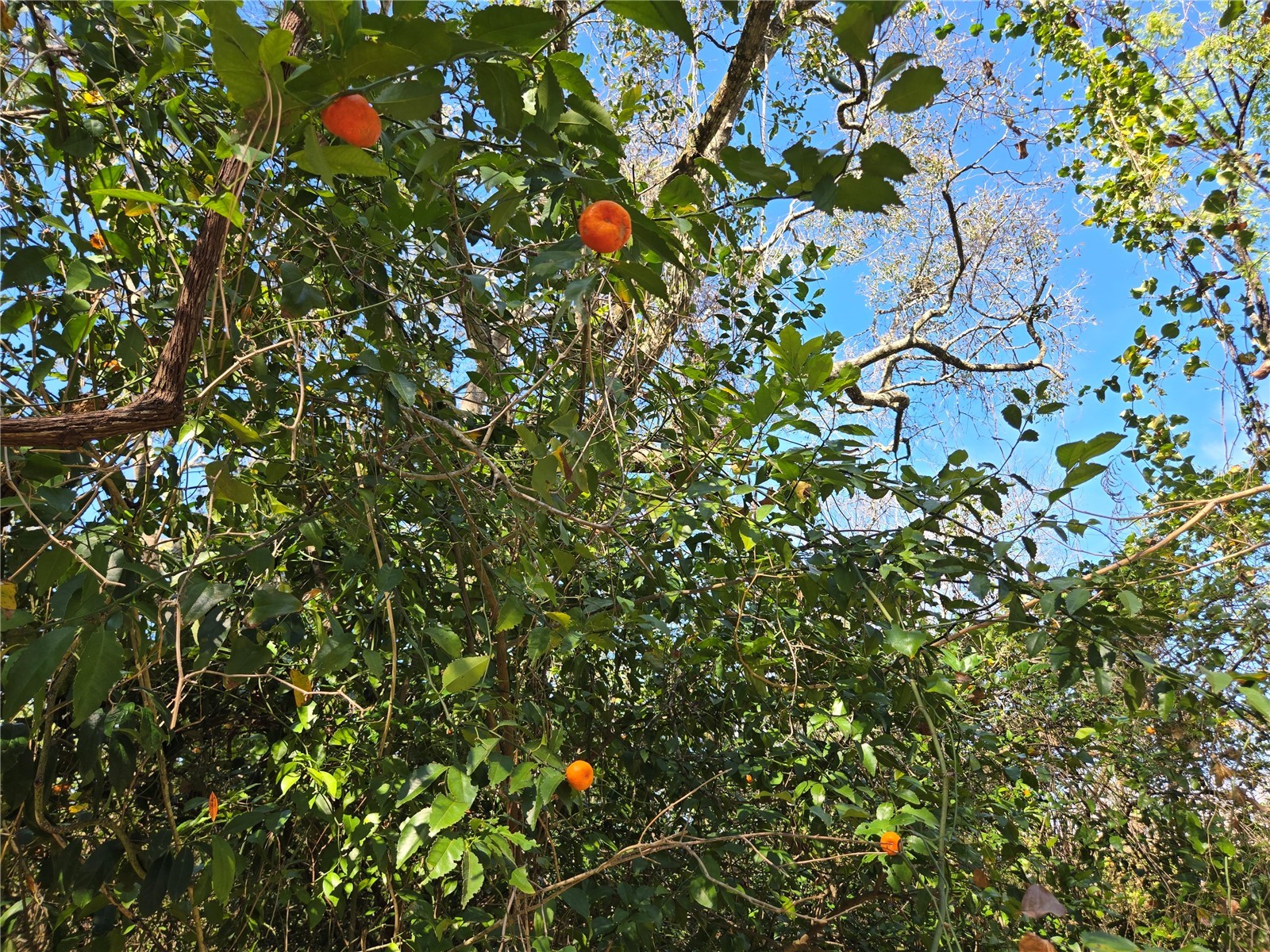 0 Magnolia Creek Lane Montverde FL 34756 - LAKE APOPKA O6385179 image7