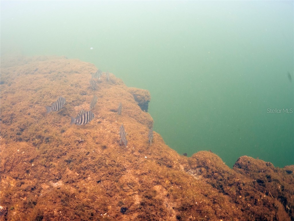 0 Marys Fish Camp Road Spring Hill FL 34607 - MUD RIVER - SPRING HEAD W7866720 image13