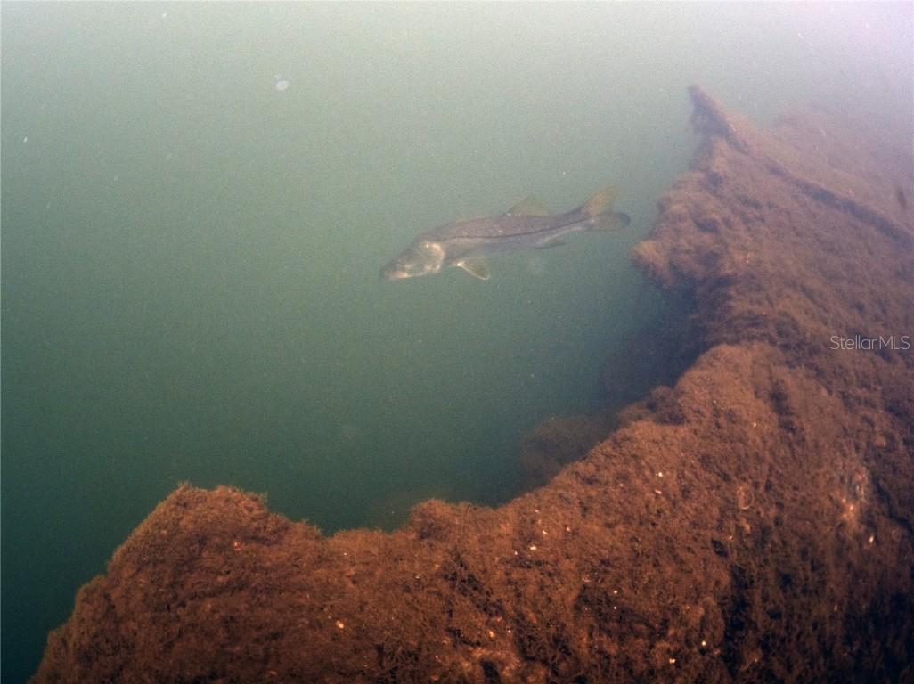 0 Marys Fish Camp Road Spring Hill FL 34607 - MUD RIVER - SPRING HEAD W7866720 image14