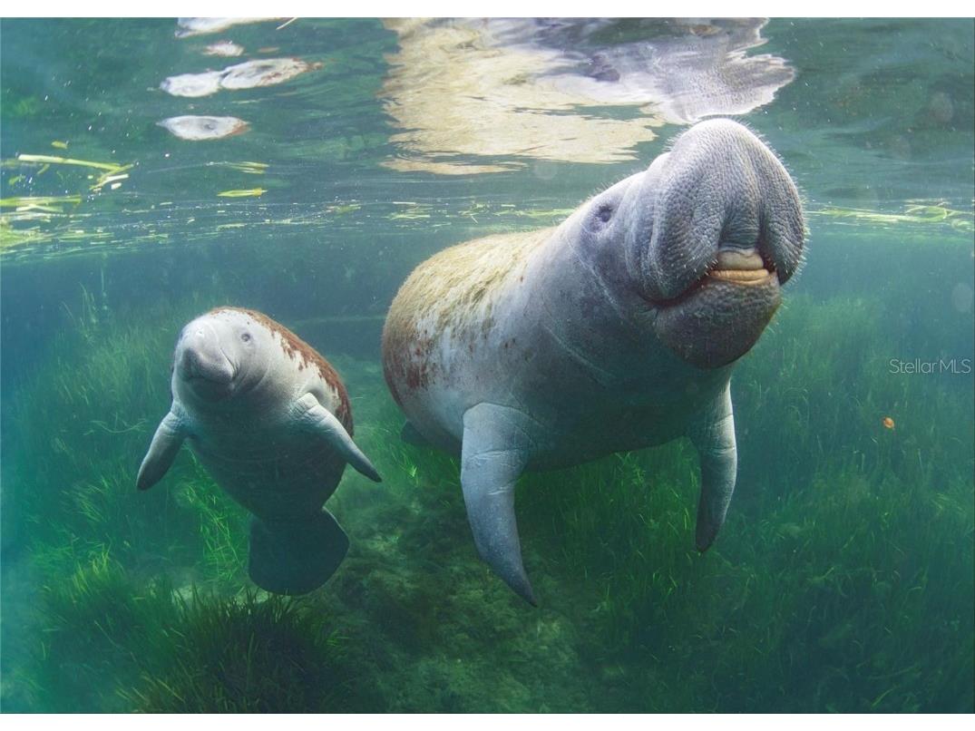 0 Marys Fish Camp Road Spring Hill FL 34607 - MUD RIVER - SPRING HEAD W7866720 image16