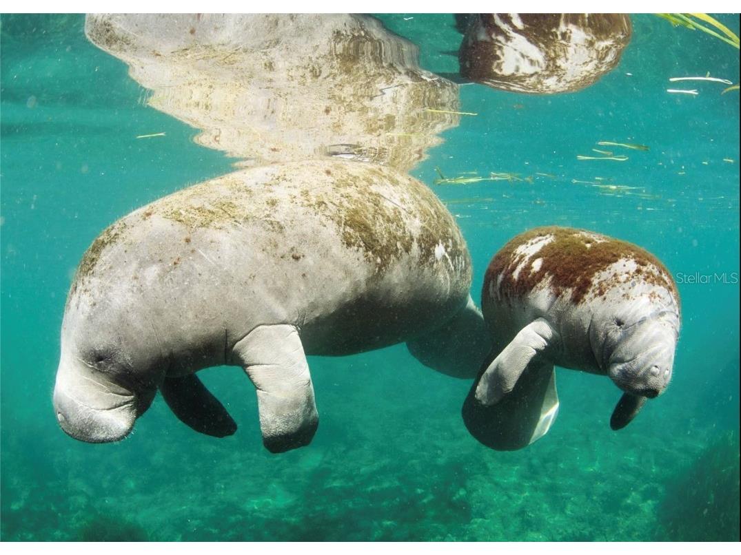 0 Marys Fish Camp Road Spring Hill FL 34607 - MUD RIVER - SPRING HEAD W7866720 image18