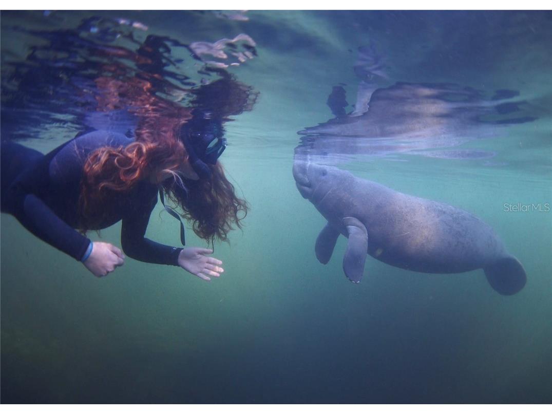 0 Marys Fish Camp Road Spring Hill FL 34607 - MUD RIVER - SPRING HEAD W7866720 image19