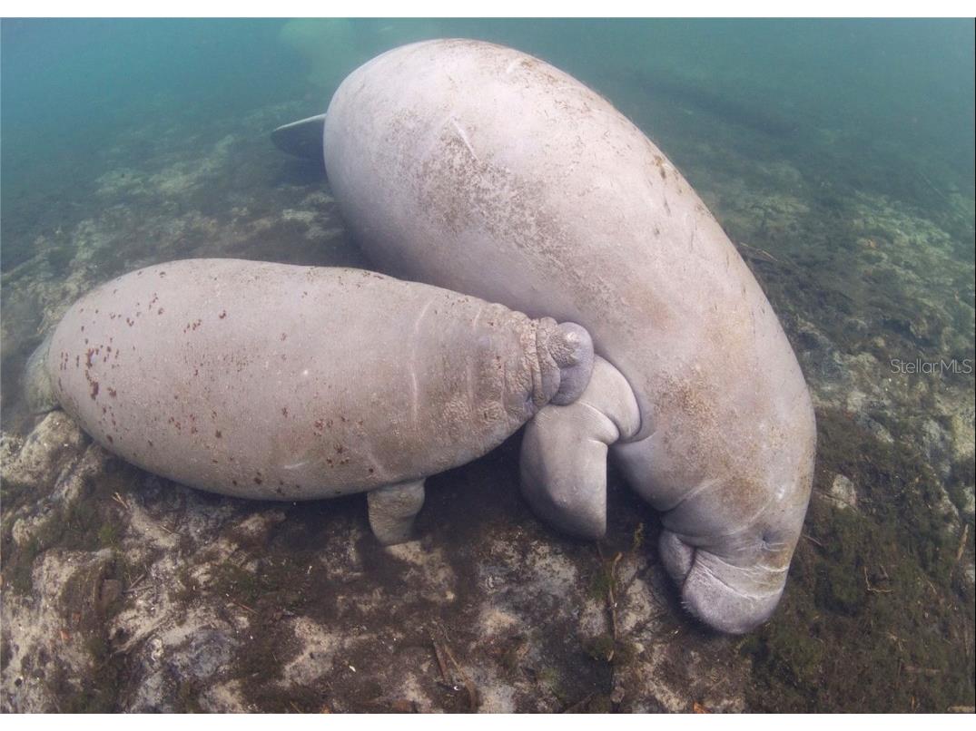 0 Marys Fish Camp Road Spring Hill FL 34607 - MUD RIVER - SPRING HEAD W7866720 image20