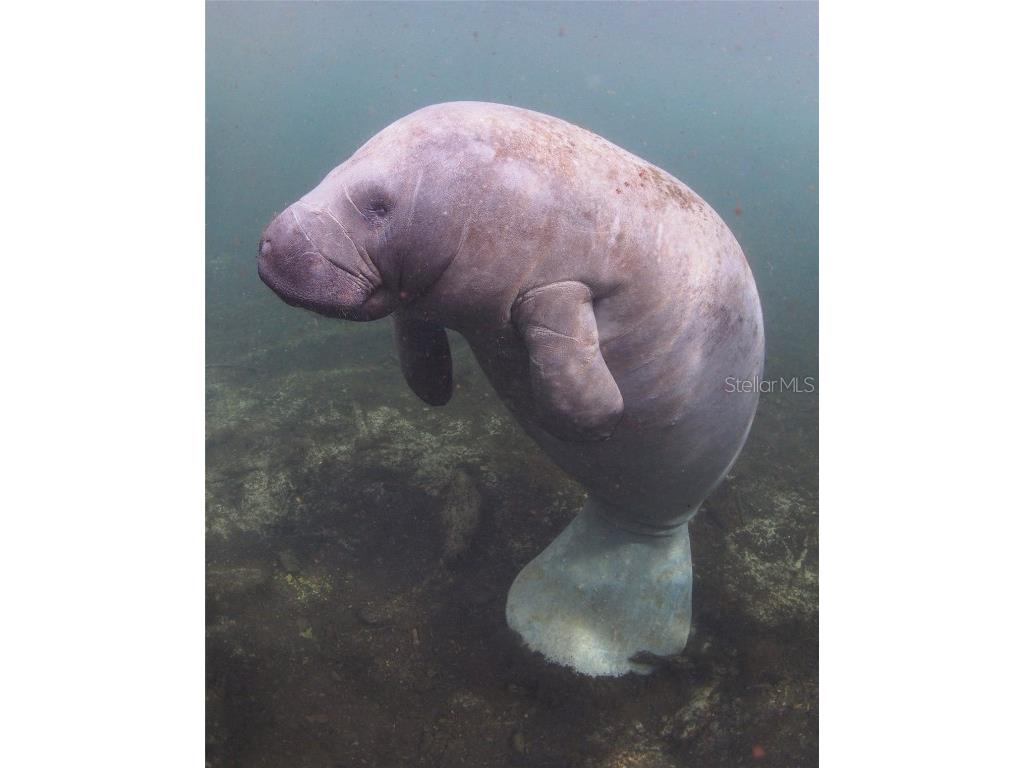 0 Marys Fish Camp Road Spring Hill FL 34607 - MUD RIVER - SPRING HEAD W7866720 image21