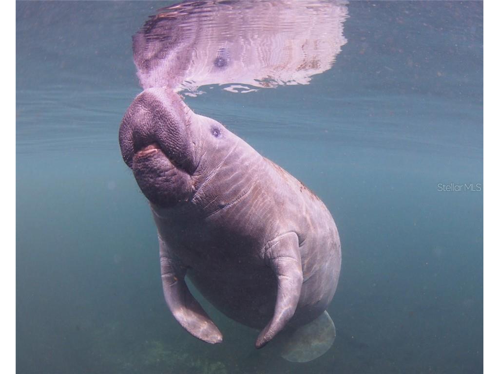 0 Marys Fish Camp Road Spring Hill FL 34607 - MUD RIVER - SPRING HEAD W7866720 image4