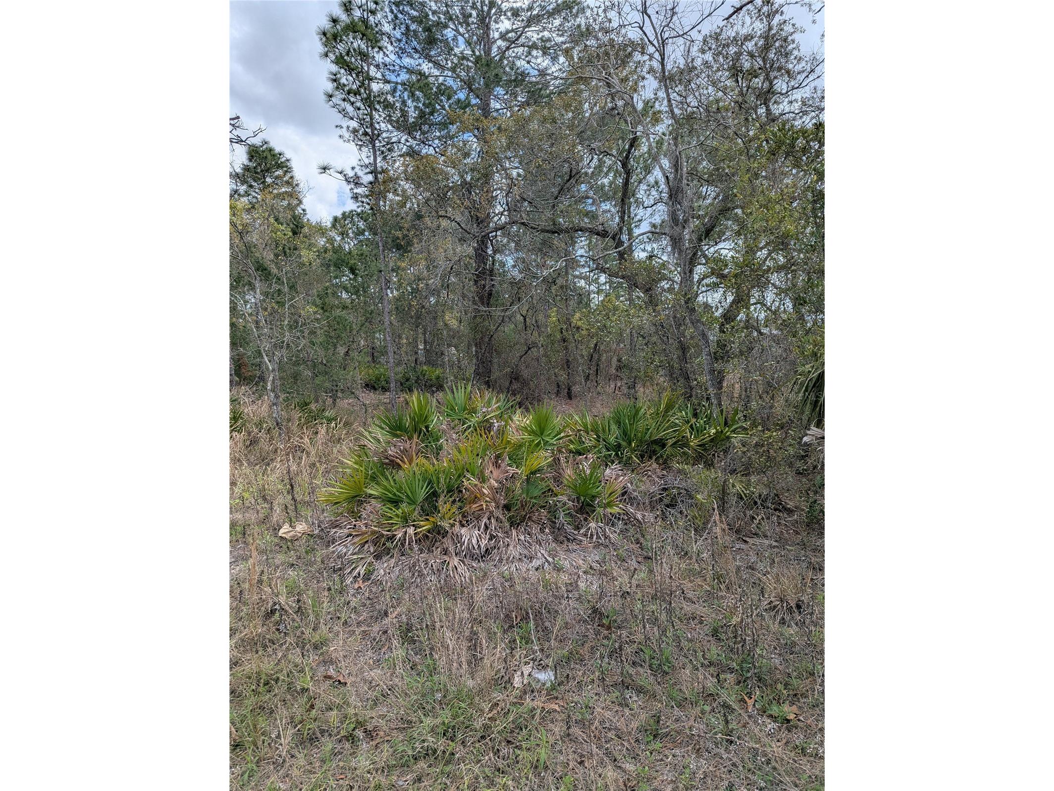 0 Mazette Road Weeki Wachee FL 34613 TB8485970 image4