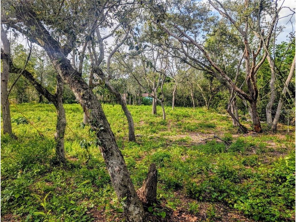 0 Merlin Circle Dade City FL 33523 - WITHLACOOCHEE RIVER TB8501846 image6