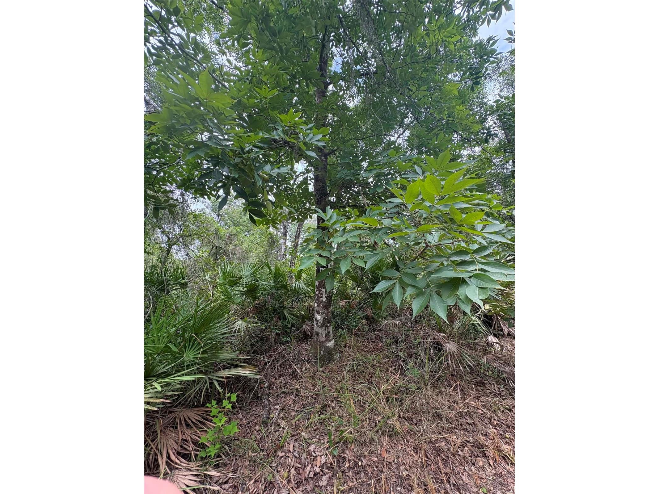 0 Millstream Drive Groveland FL 34736 S5151525 image11