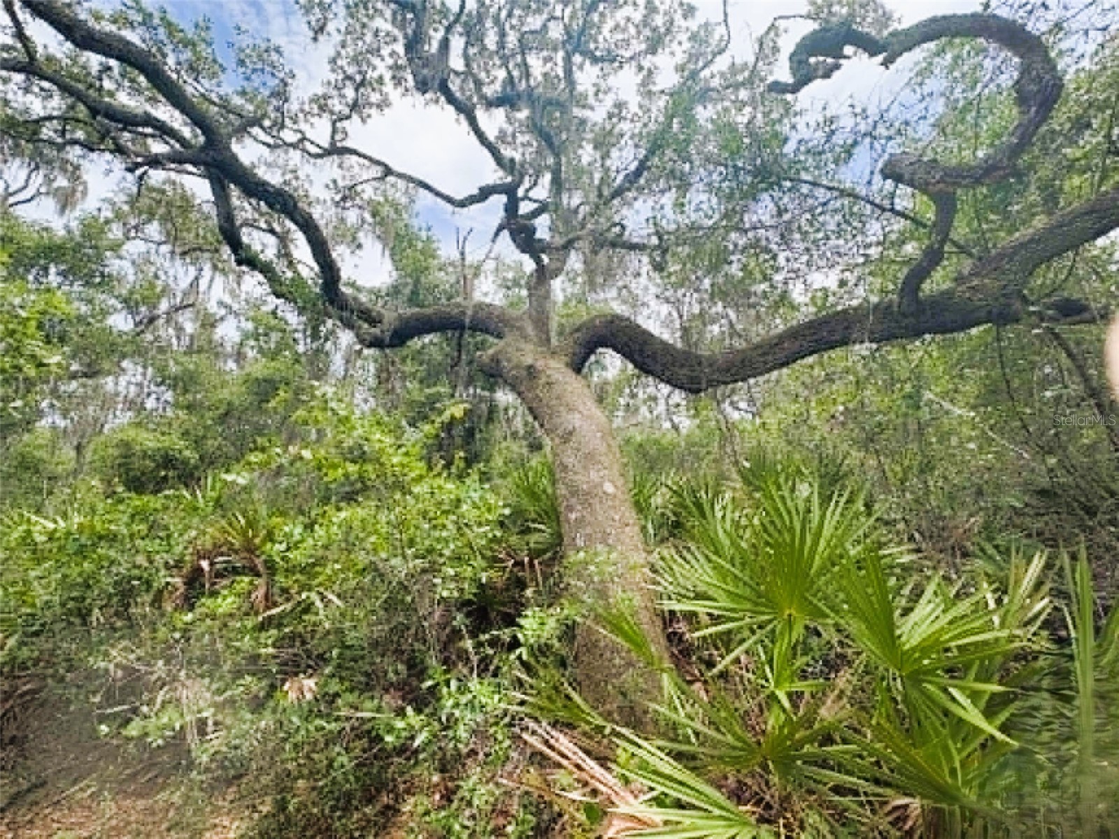 0 Millstream Drive Groveland FL 34736 S5151525 image13