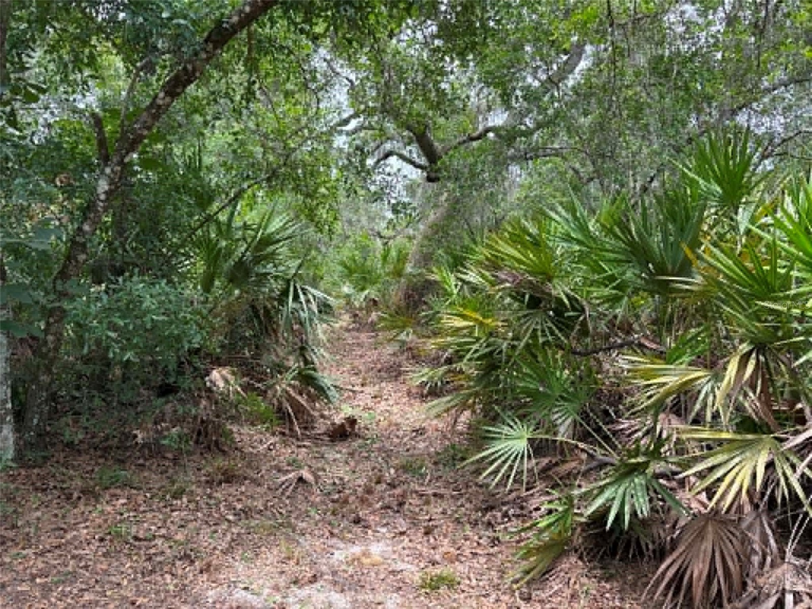 0 Millstream Drive Groveland FL 34736 S5151525 image8