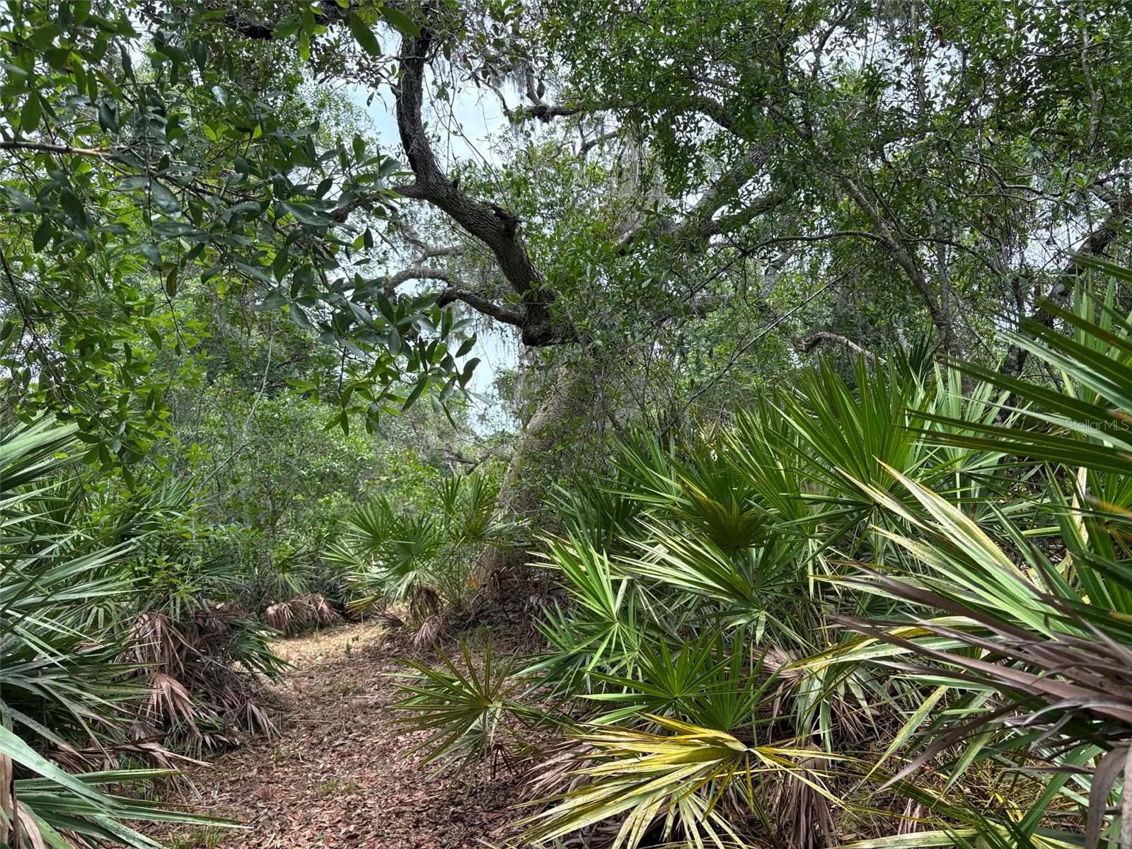 0 Millstream Drive Groveland FL 34736 S5151525 image9