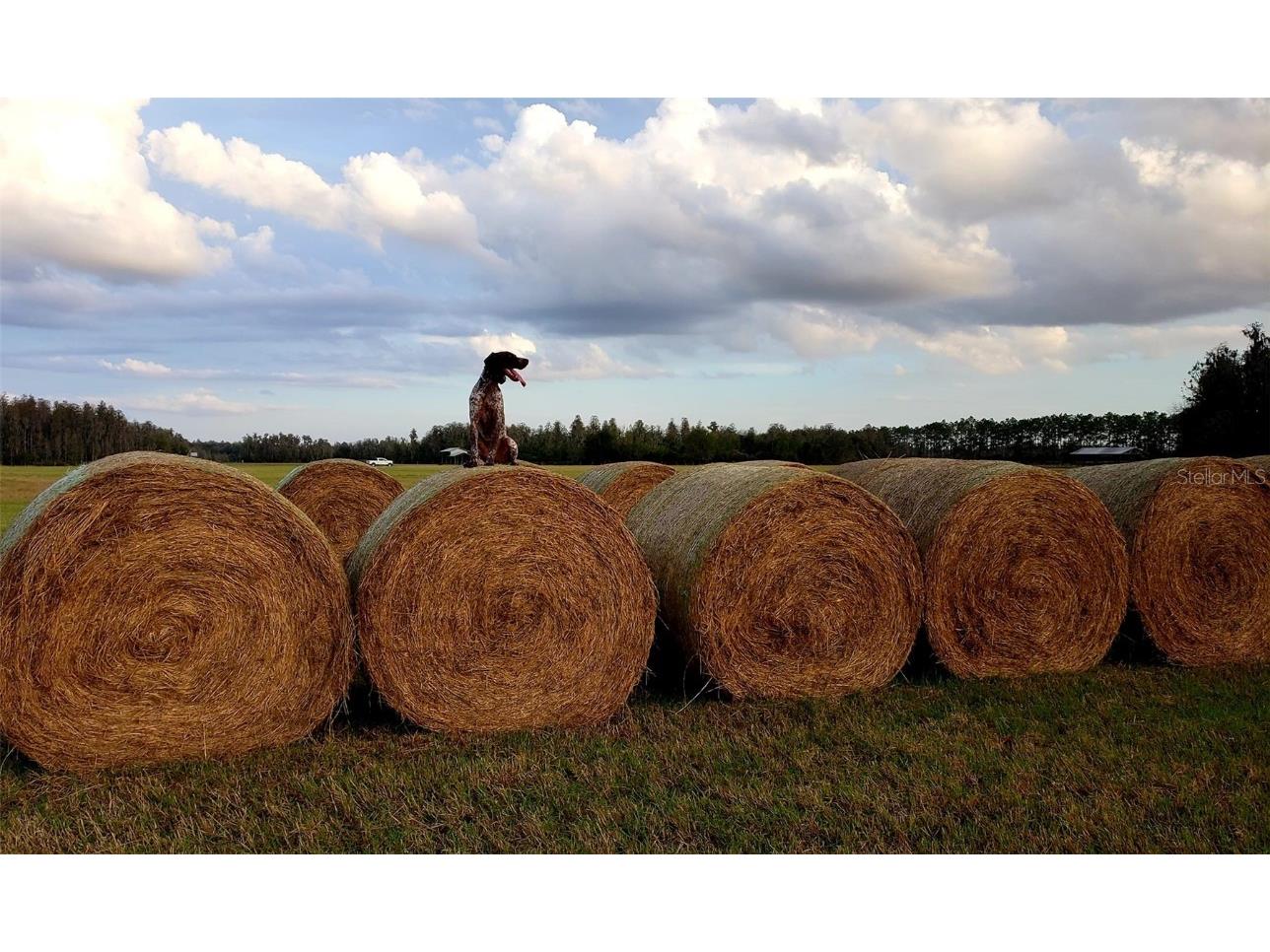 0 Moore Road Lakeland FL 33809 O6280819 image12