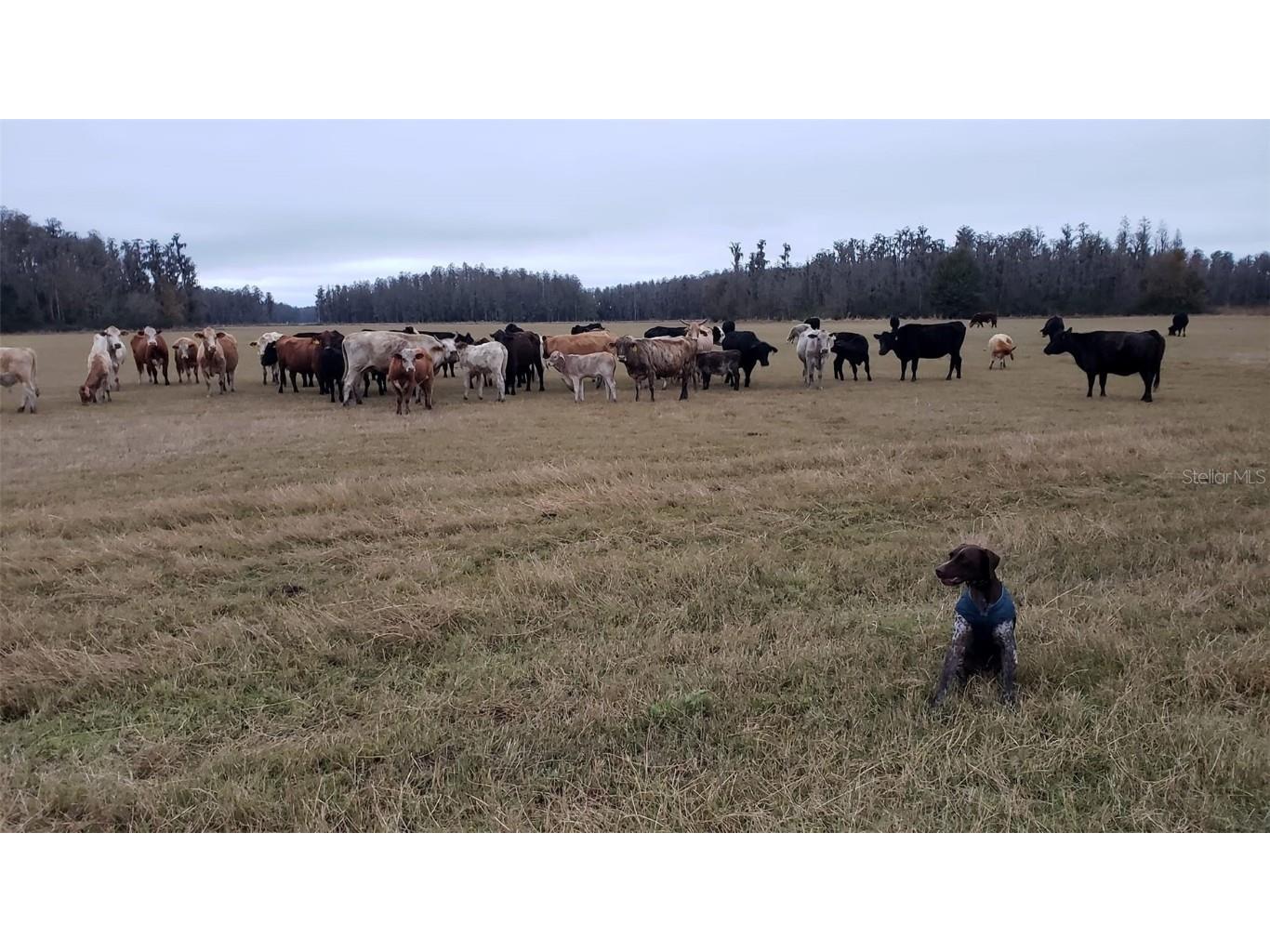 0 Moore Road Lakeland FL 33809 O6280819 image14