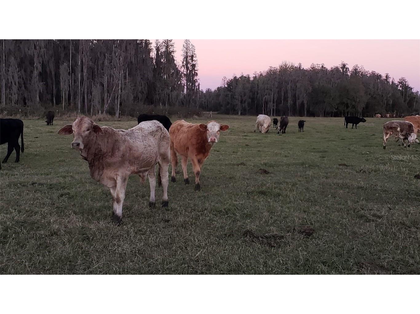 0 Moore Road Lakeland FL 33809 O6280819 image6